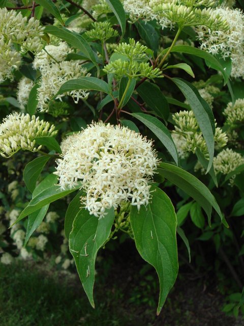 Cornus amomum fleur P1D P2C